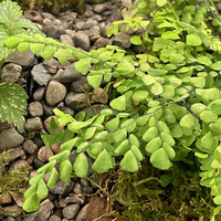 Adiantum venustum